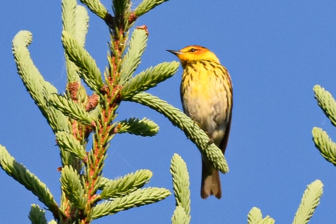 Cape May Warbler - ML619983964