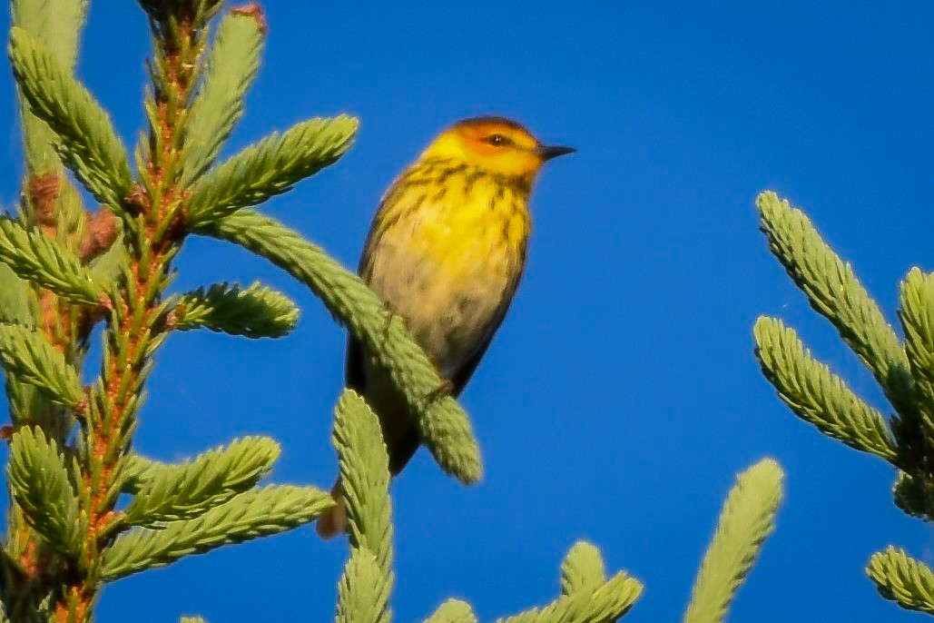 Cape May Warbler - ML619983965