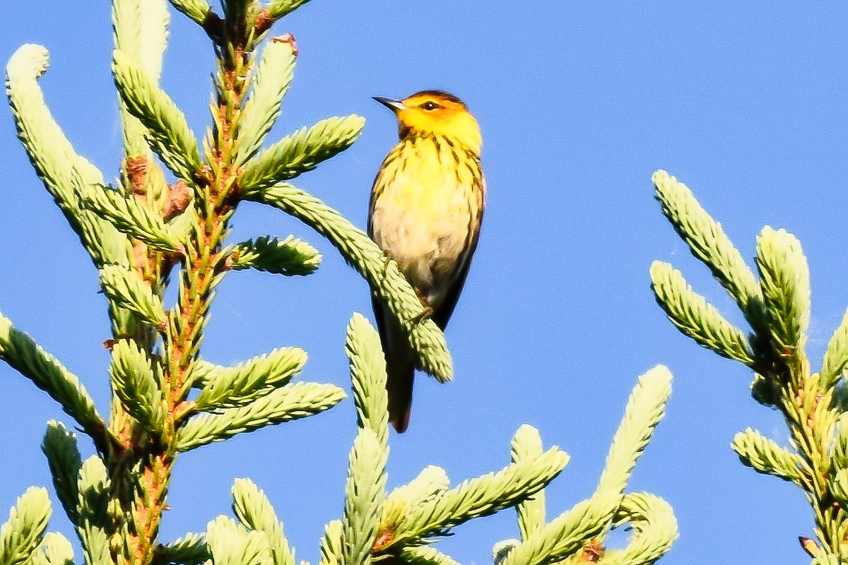 Cape May Warbler - ML619983966