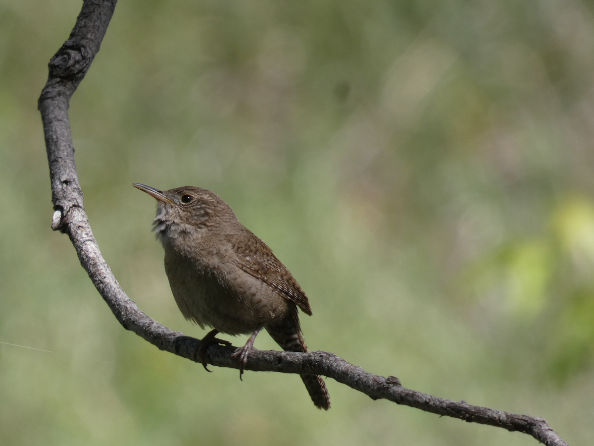 House Wren - ML619983967