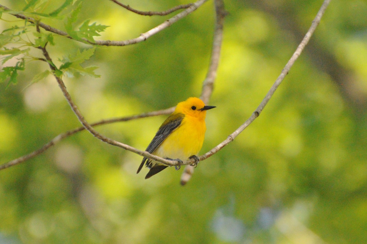 Prothonotary Warbler - ML619983970
