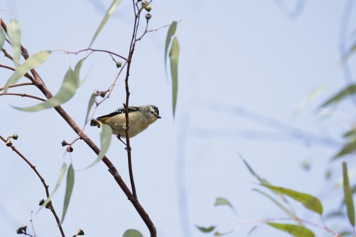 Spotted Pardalote - ML619983978