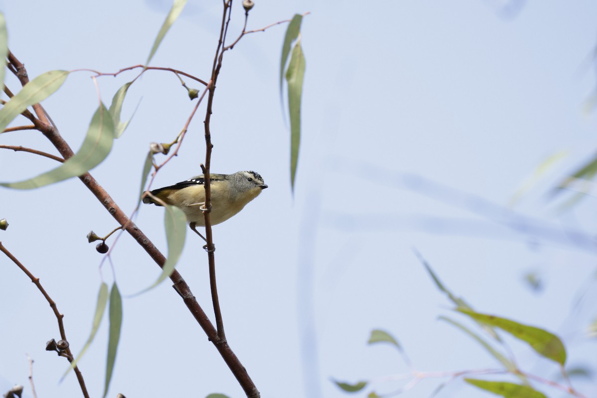 Spotted Pardalote - ML619983979