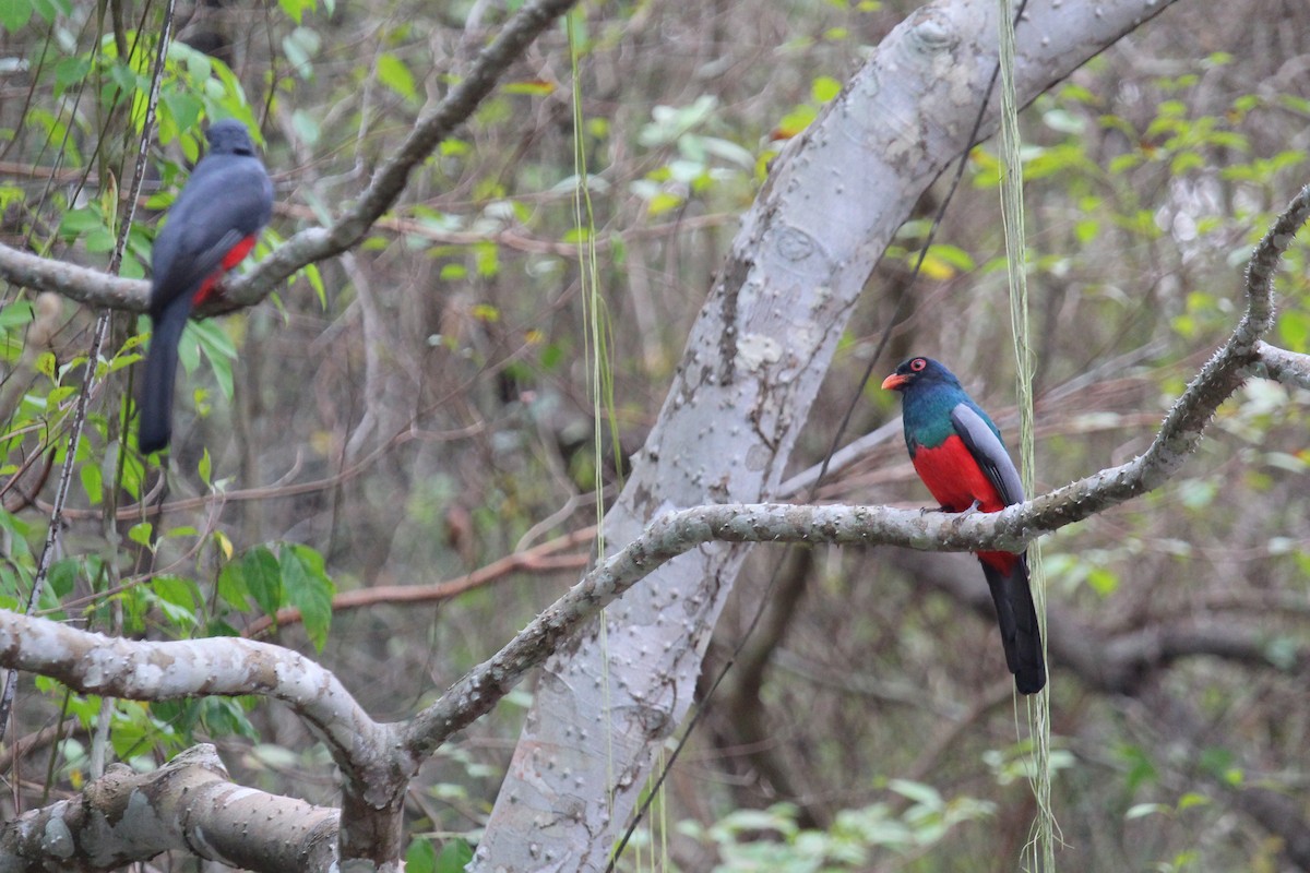 Slaty-tailed Trogon - ML619983980