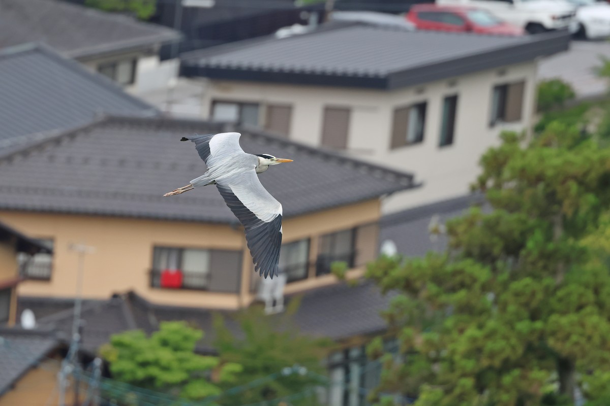 Gray Heron - ML619984013