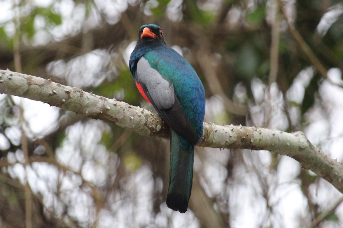 Gri Kuyruklu Trogon - ML619984022