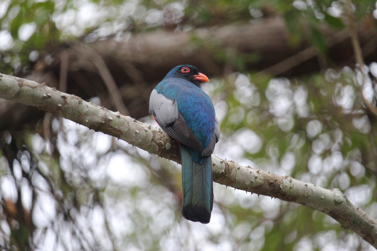 Gri Kuyruklu Trogon - ML619984024