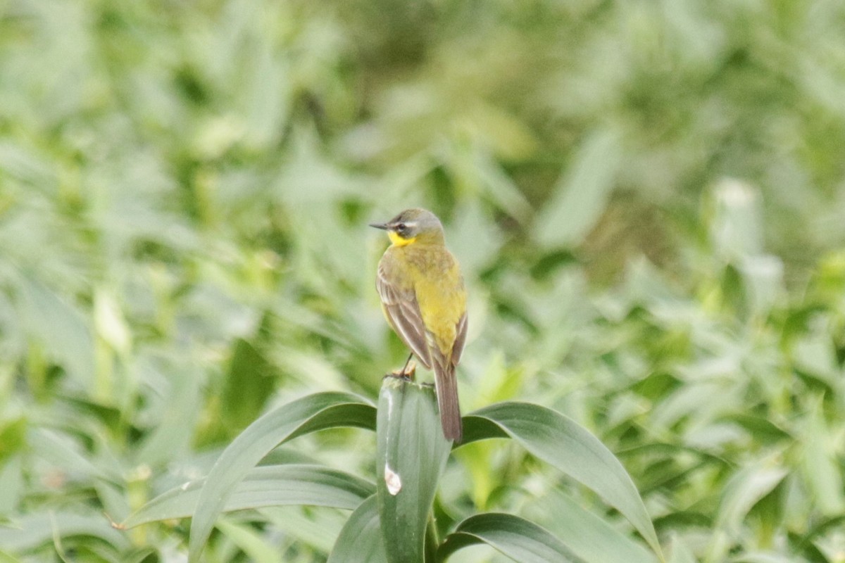 西方黃鶺鴒 - ML619984031