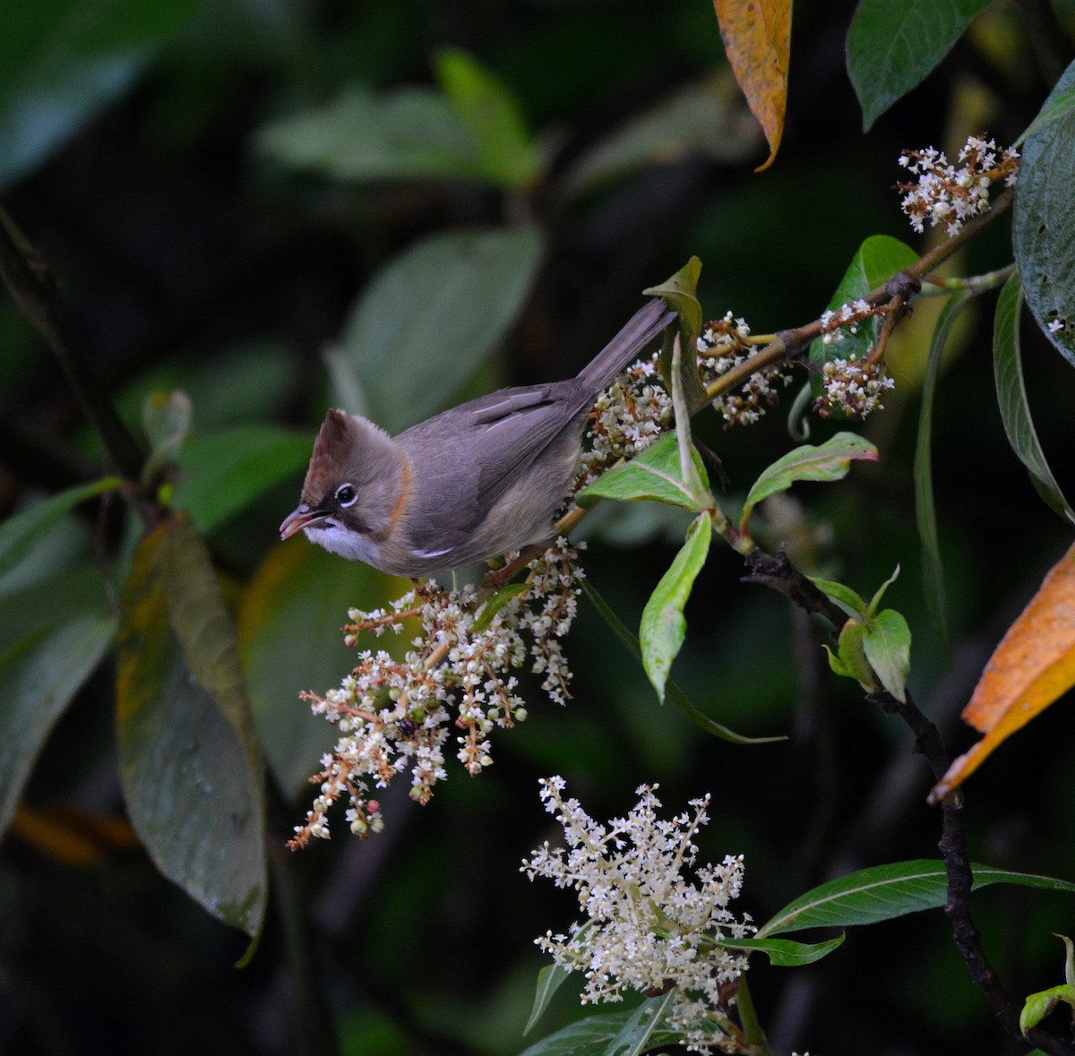 Whiskered Yuhina - ML619984033