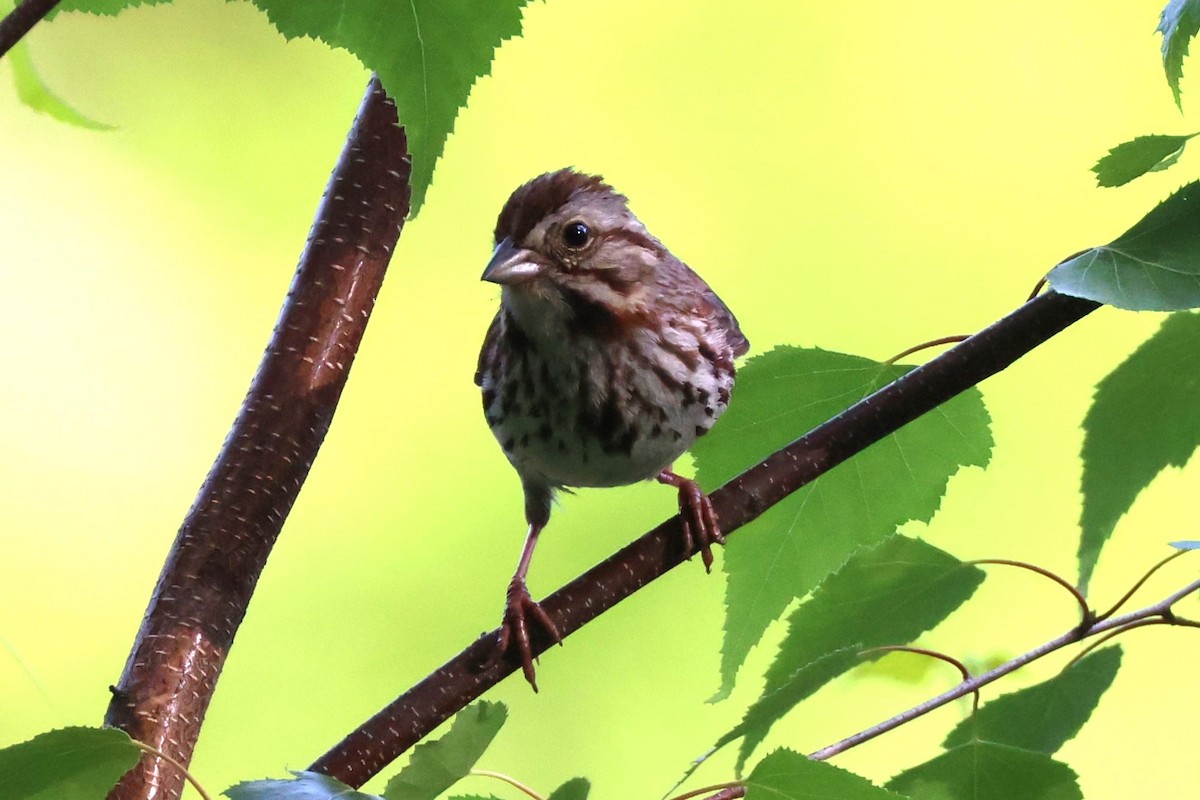 Song Sparrow - ML619984043