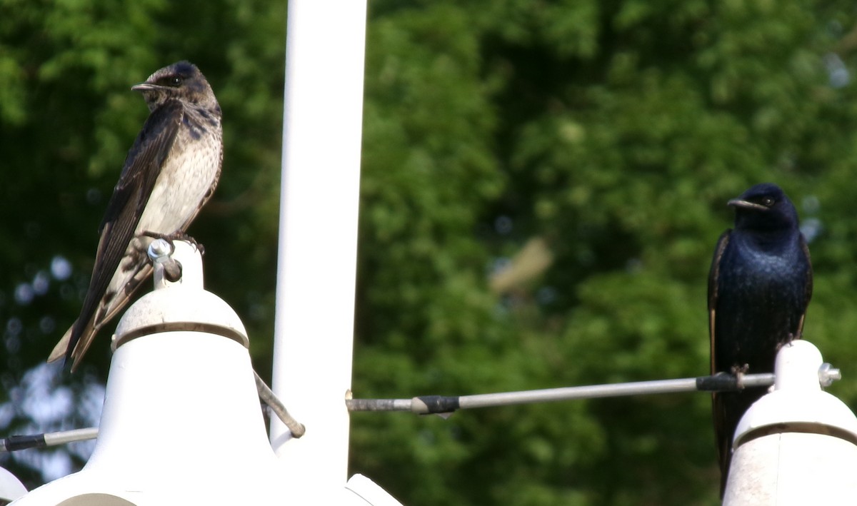 Purple Martin - ML619984044