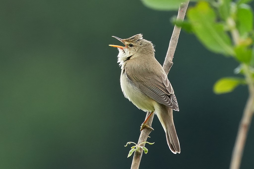 Marsh Warbler - ML619984055