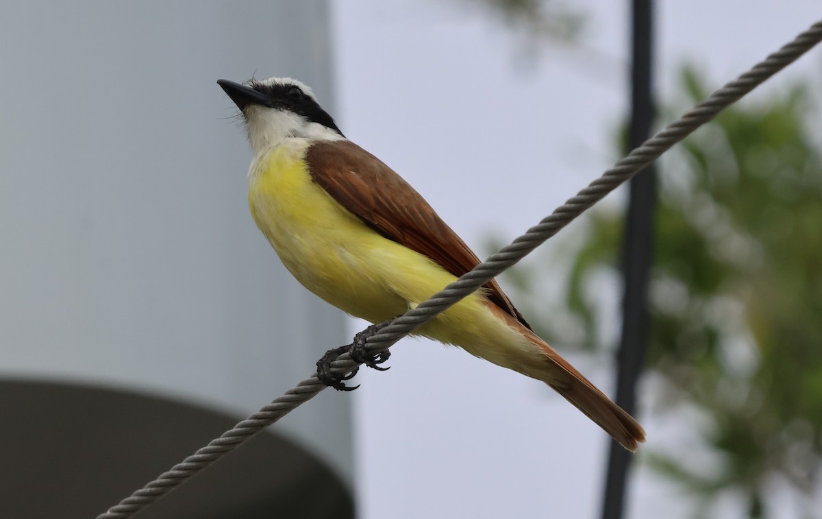 Great Kiskadee - ML619984063