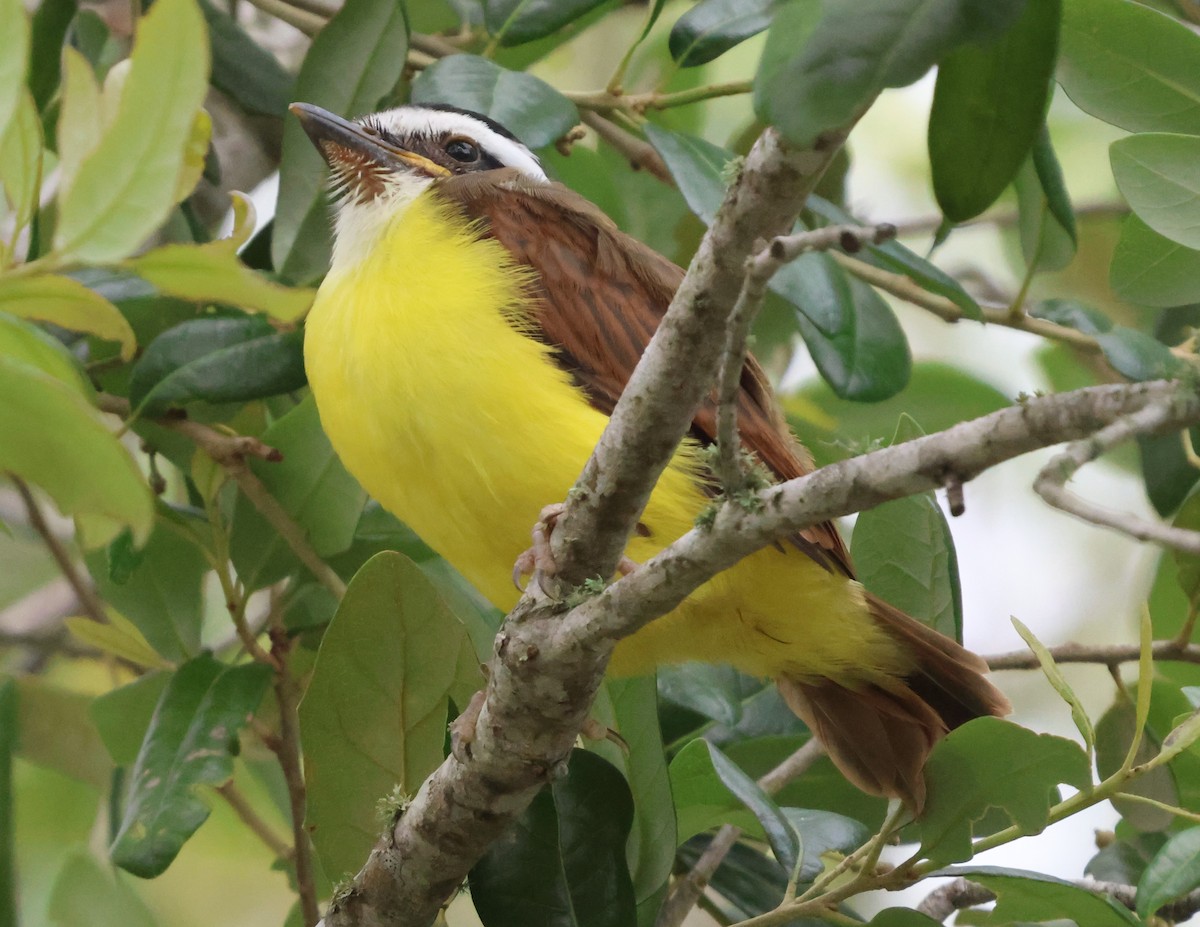 Great Kiskadee - ML619984065