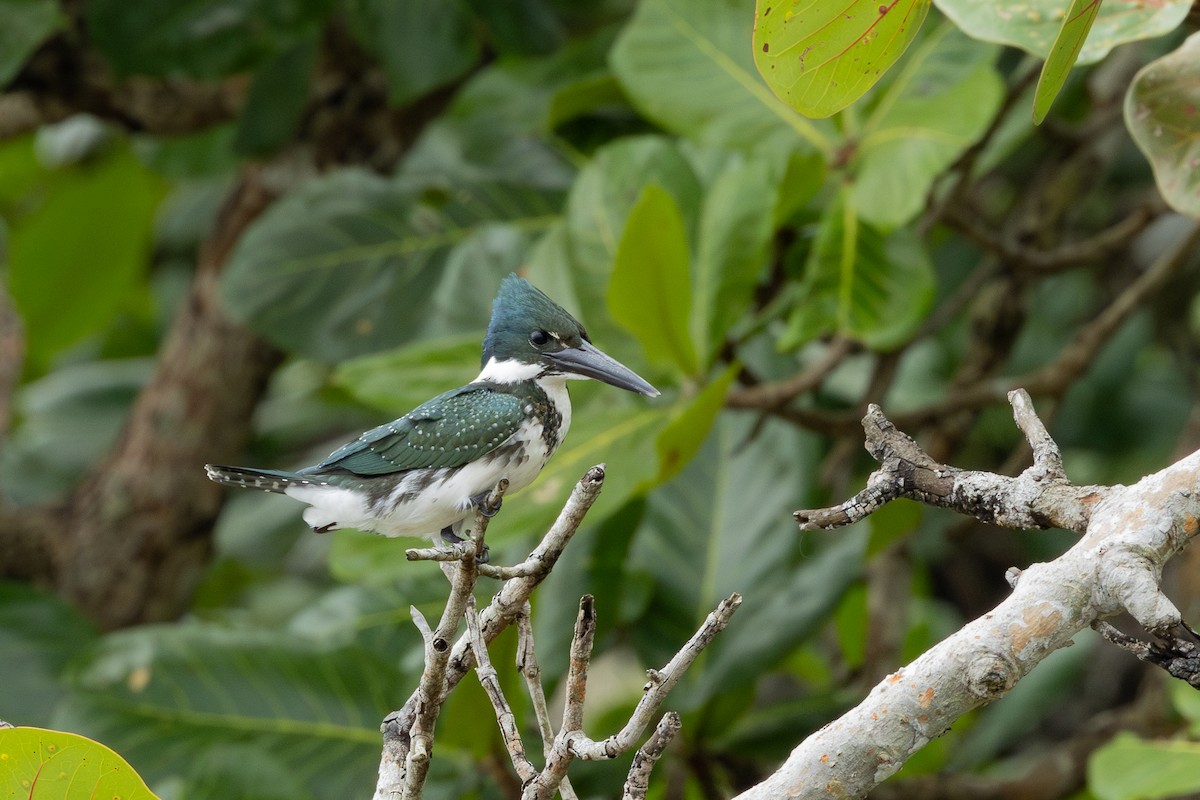 Amazon Kingfisher - ML619984068