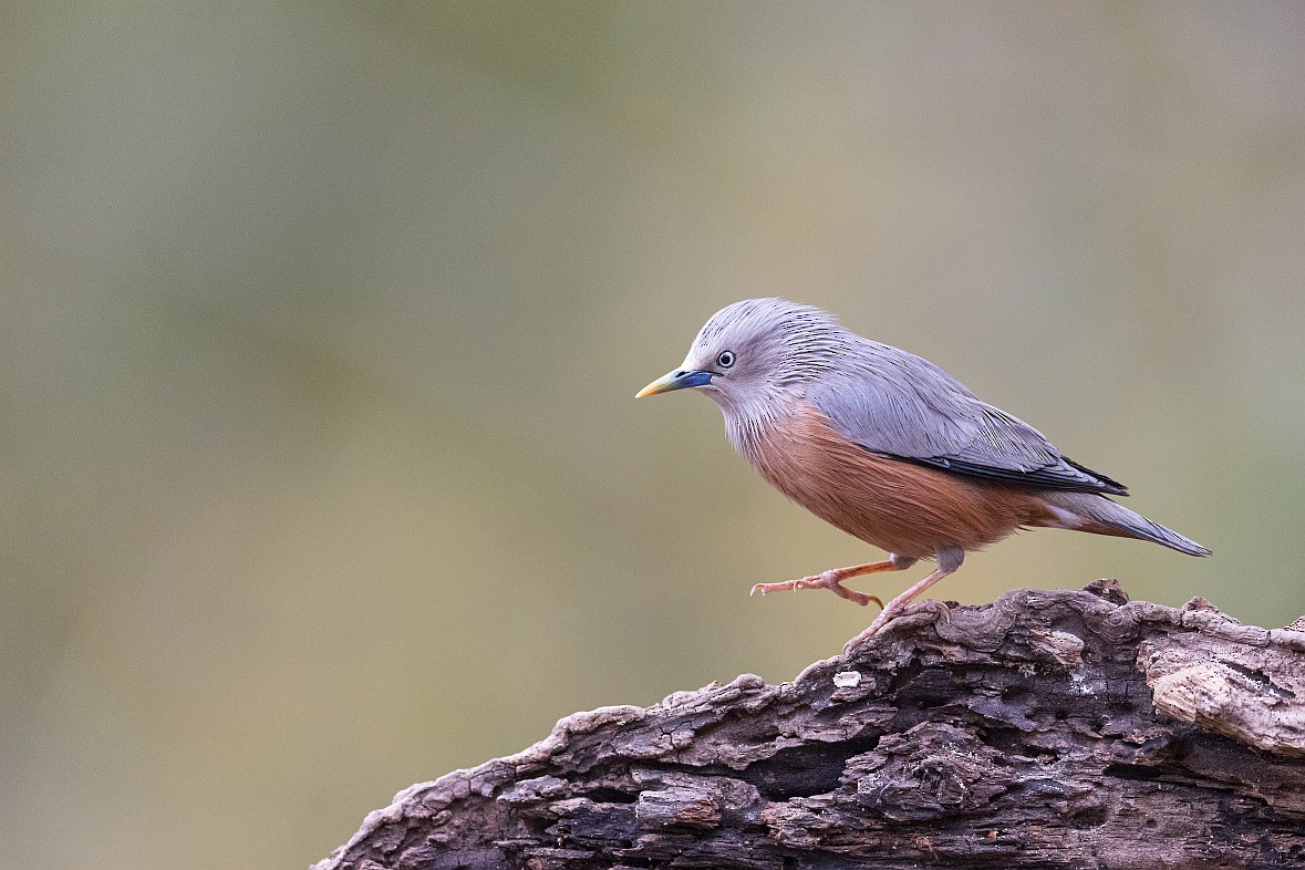 Chestnut-tailed Starling - ML619984077