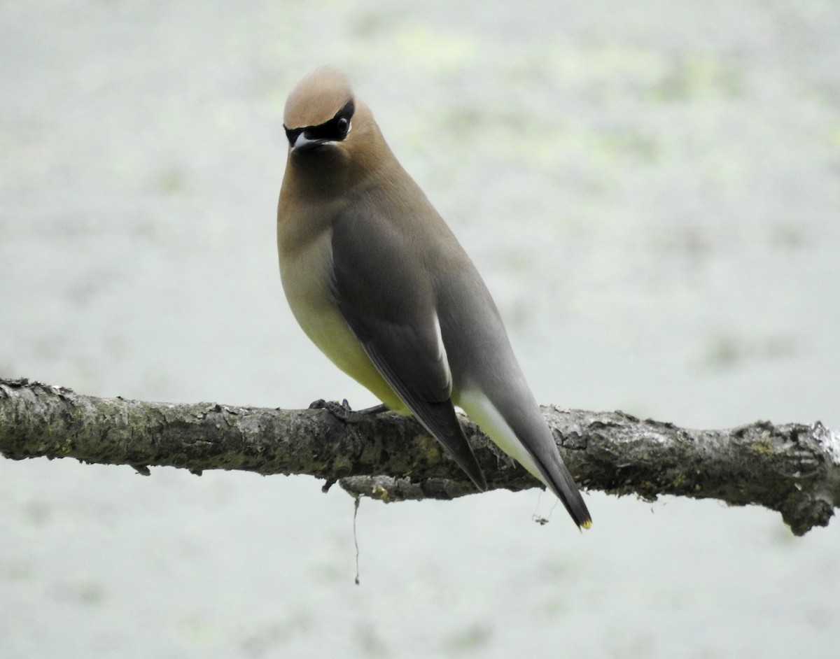 Cedar Waxwing - ML619984078