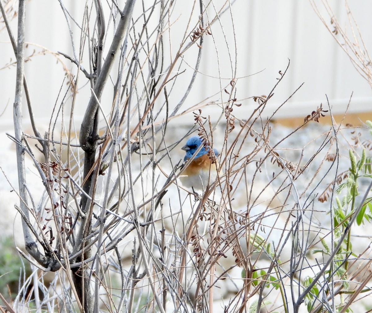 Lazuli Bunting - ML619984081