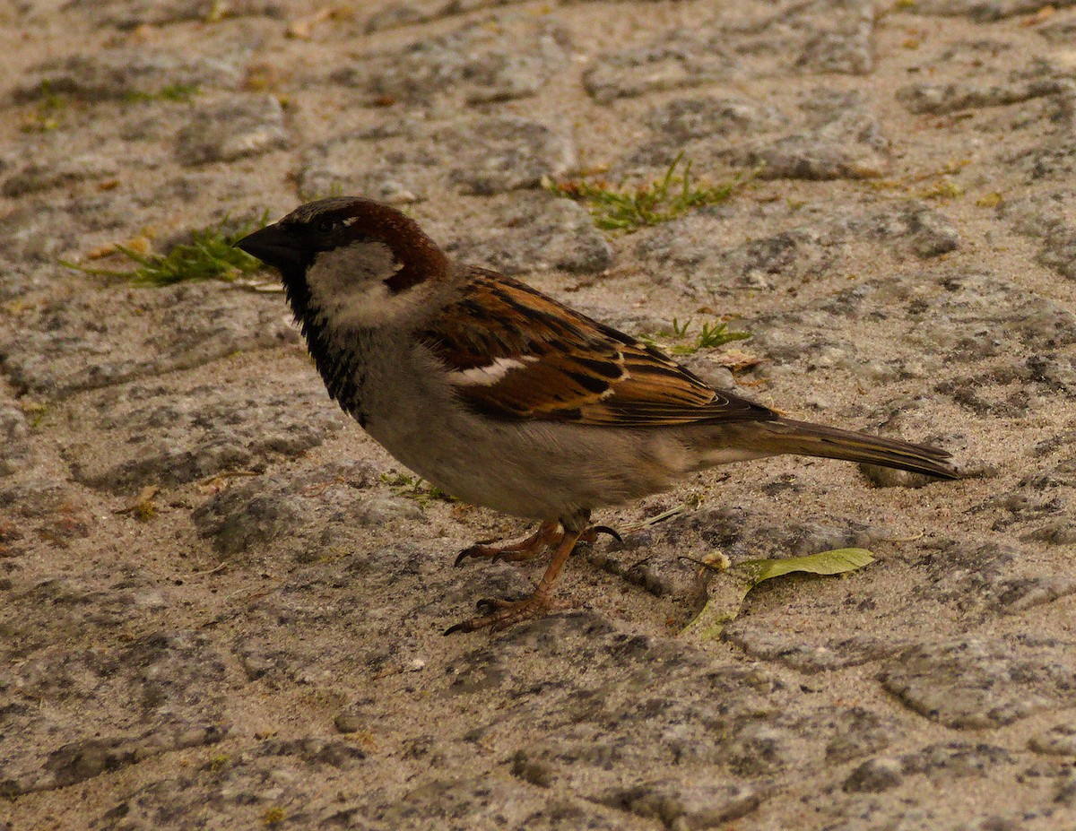 House Sparrow - ML619984097