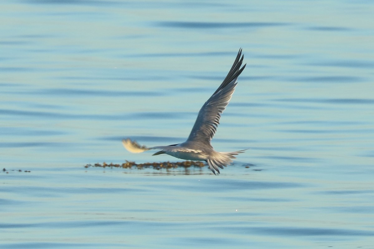 Great Crested Tern - ML619984100