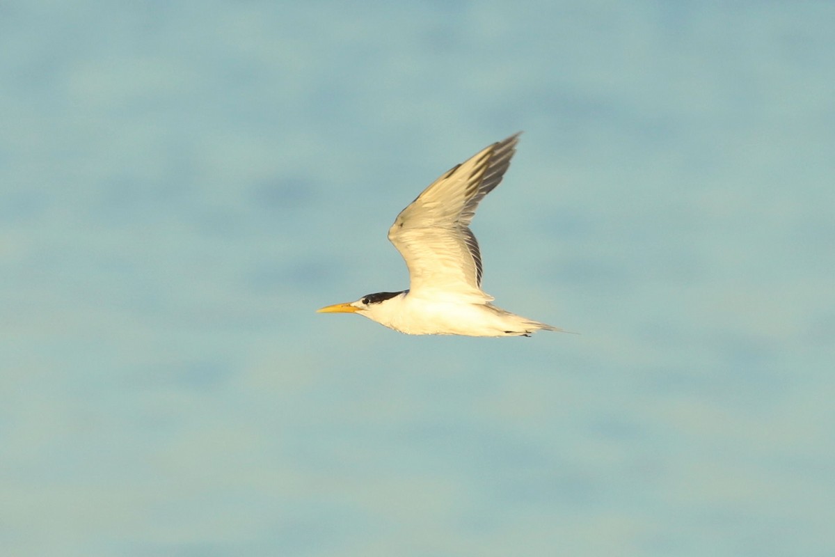 Great Crested Tern - ML619984101