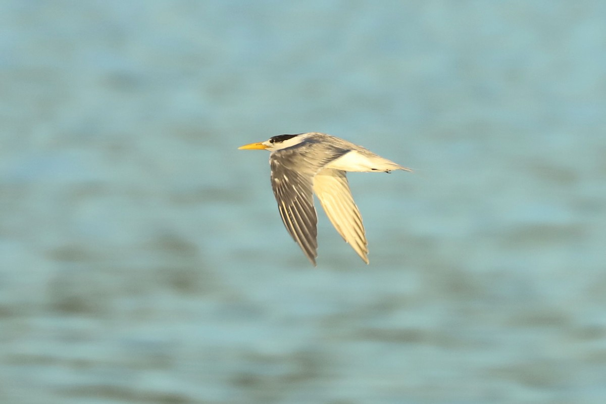 Great Crested Tern - ML619984102