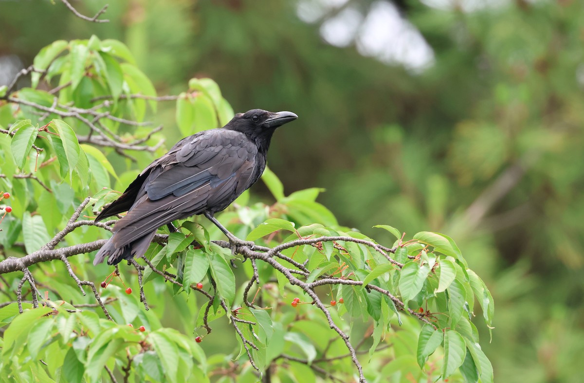 Carrion Crow - ML619984103