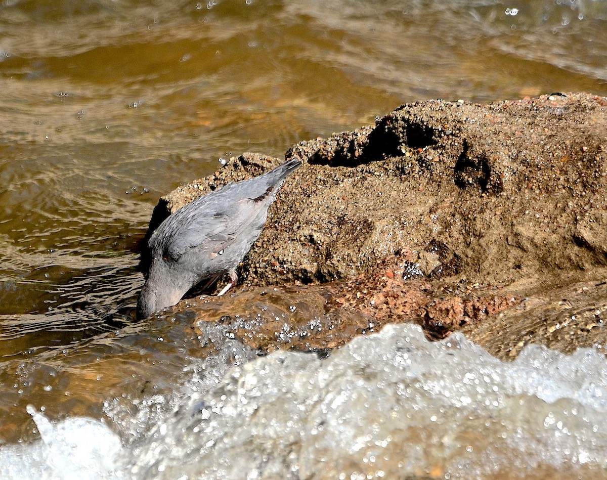 American Dipper - ML619984115