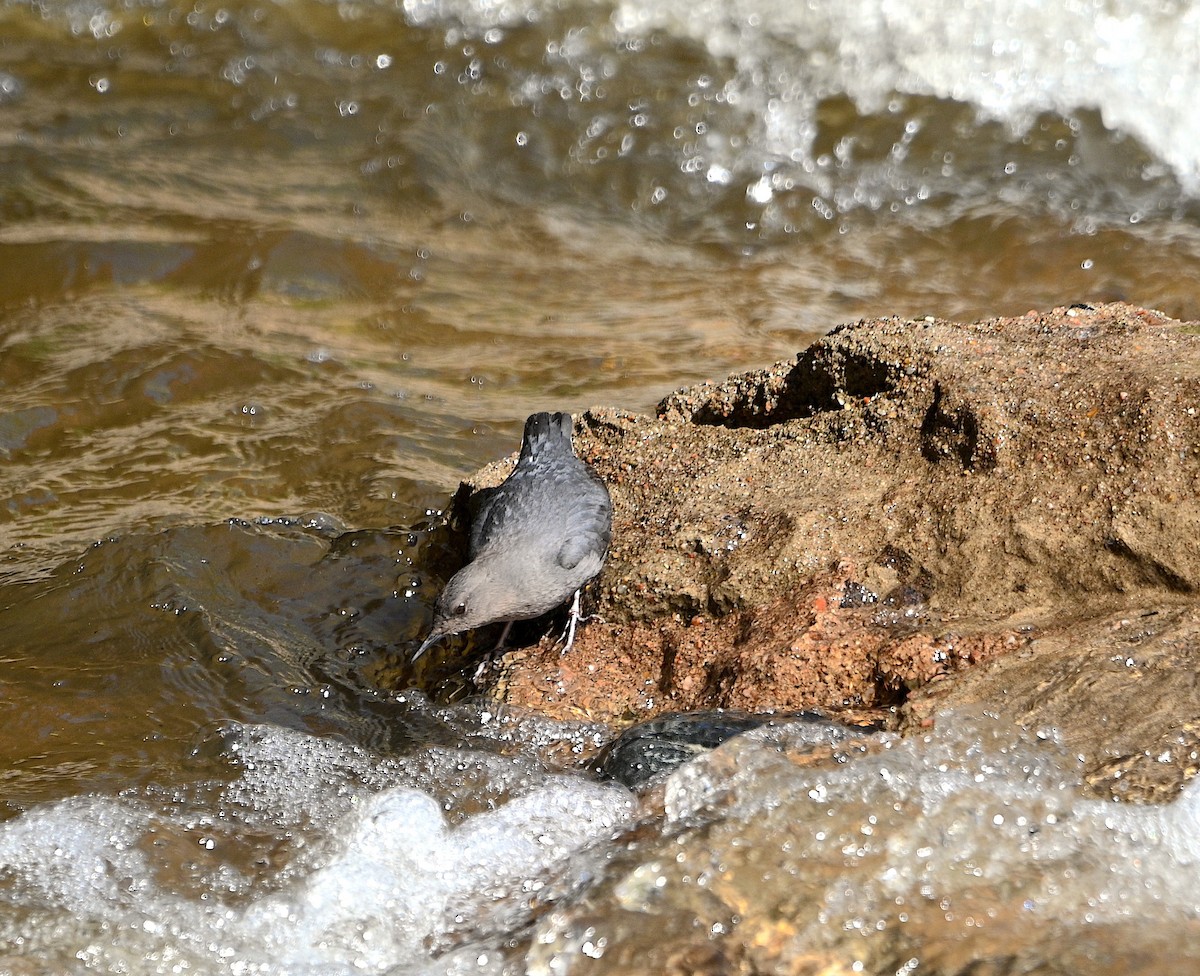 American Dipper - ML619984118