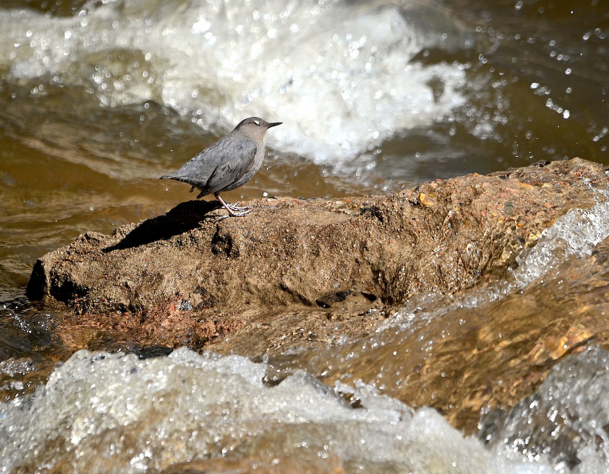 Grauwasseramsel - ML619984121