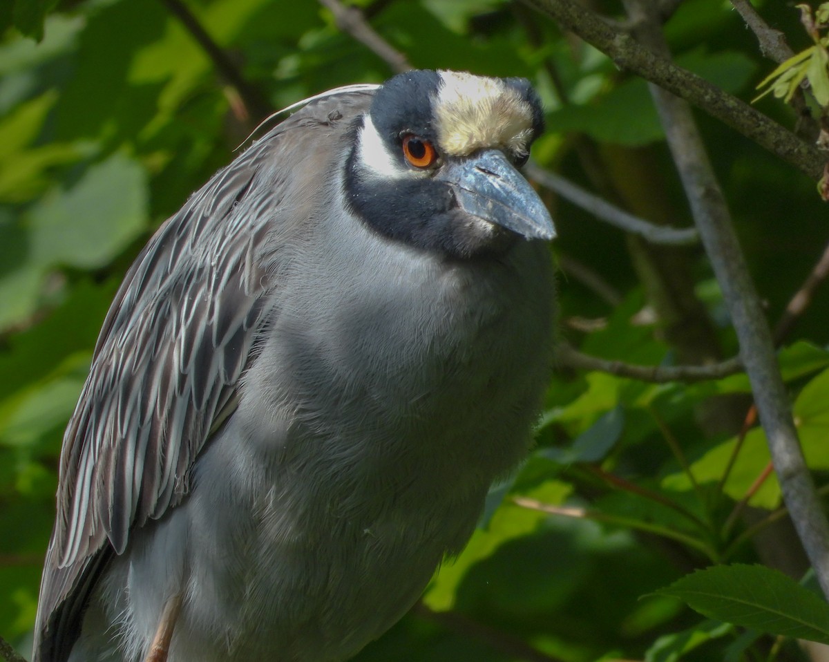 Yellow-crowned Night Heron - ML619984123