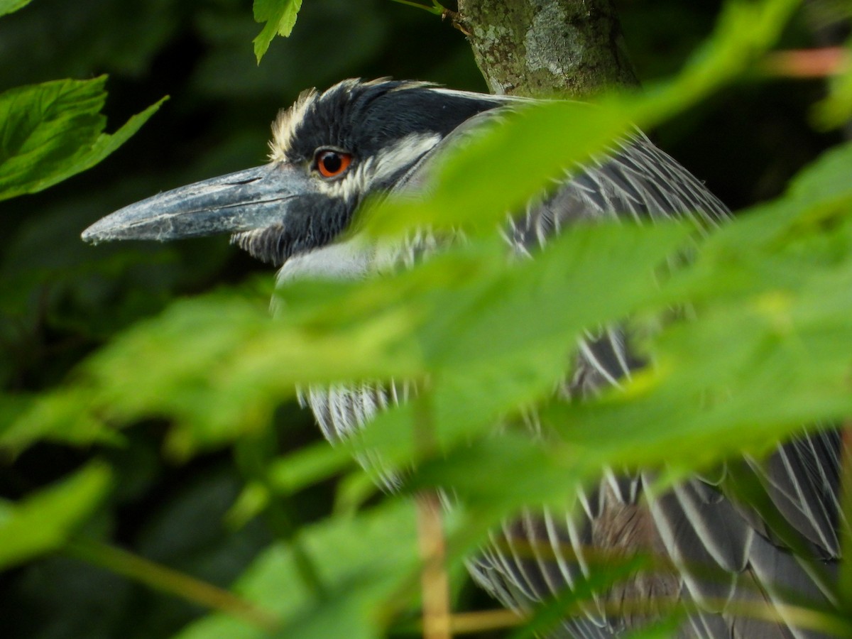 Yellow-crowned Night Heron - ML619984125