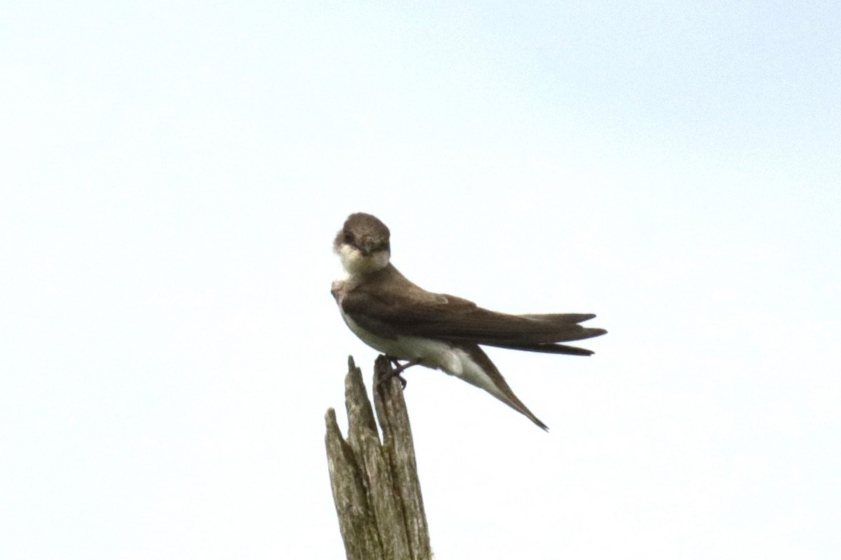 Bank Swallow - ML619984131