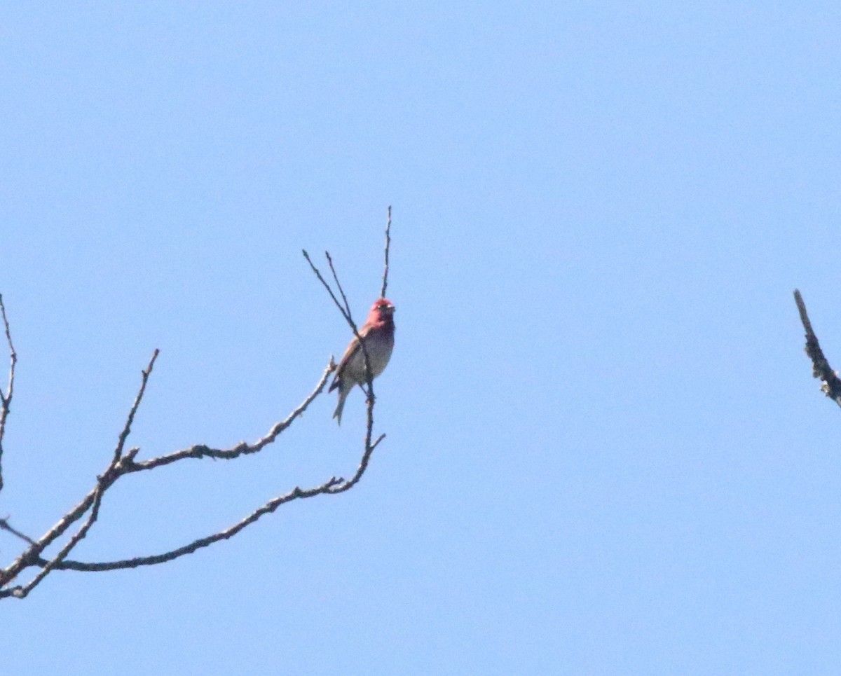 Purple Finch - ML619984134