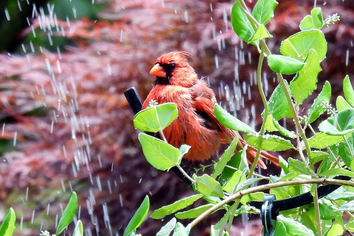 Cardinal rouge - ML619984140