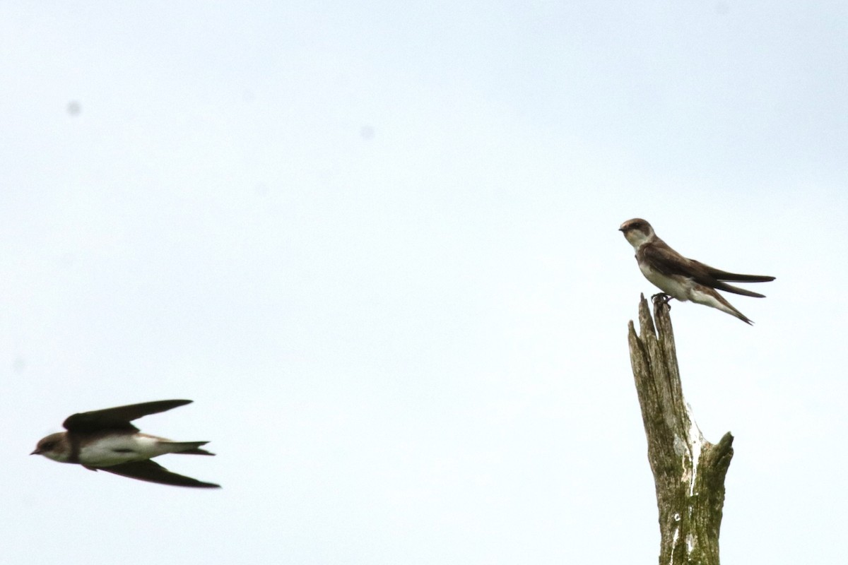 Bank Swallow - ML619984145