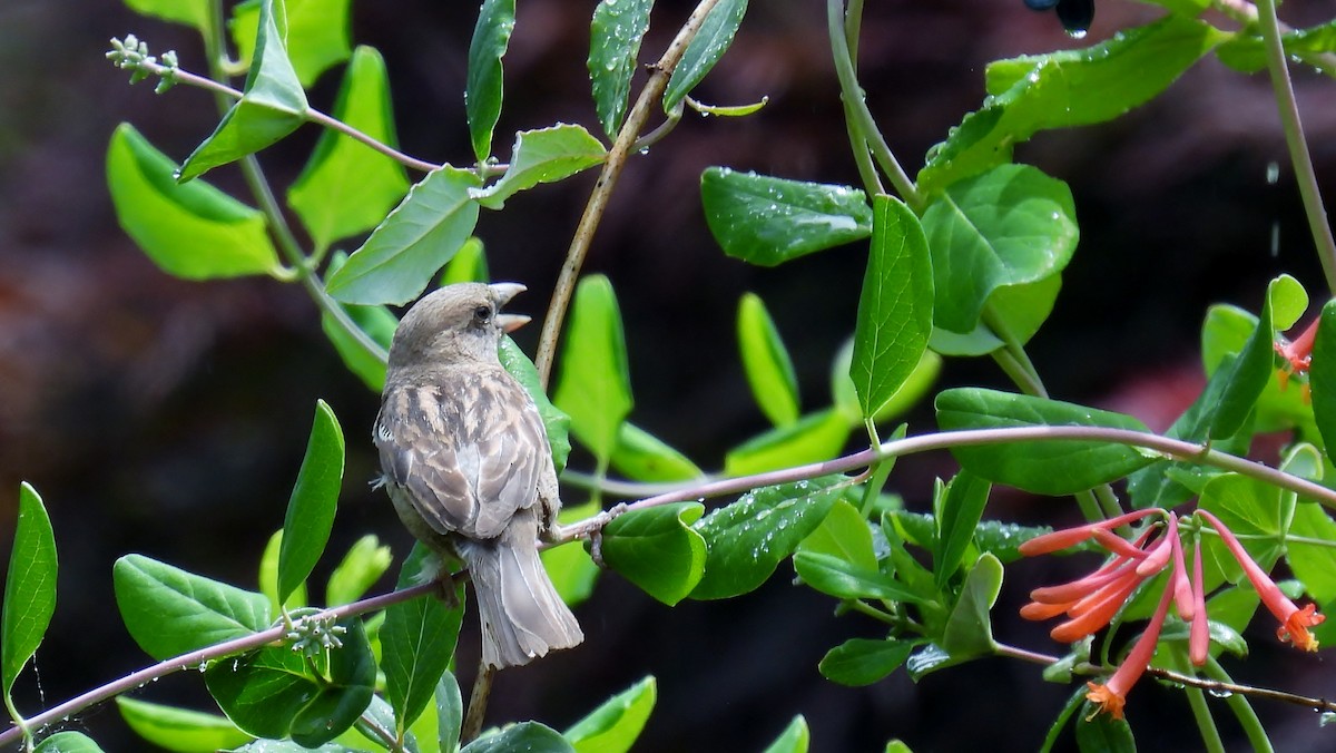 House Sparrow - ML619984146