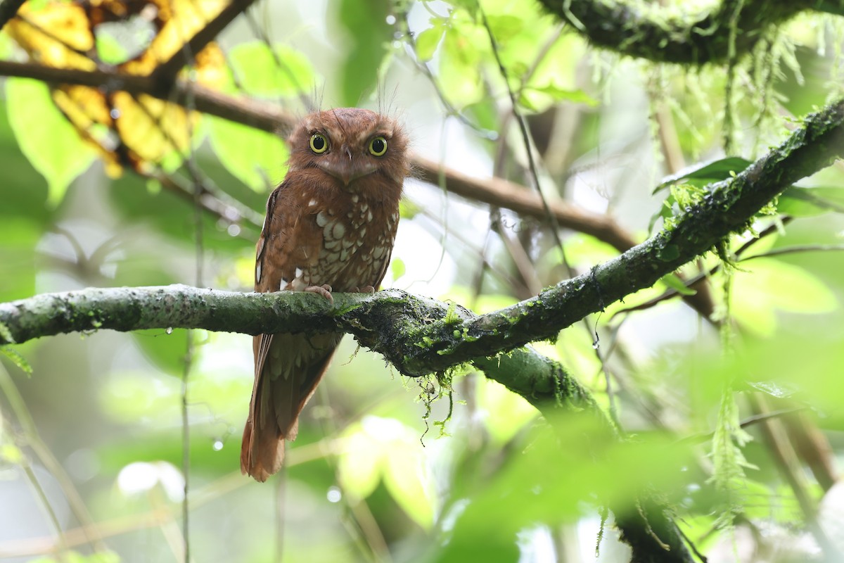 Sumatran Frogmouth - ML619984148