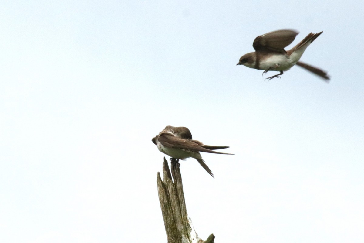 Bank Swallow - ML619984152