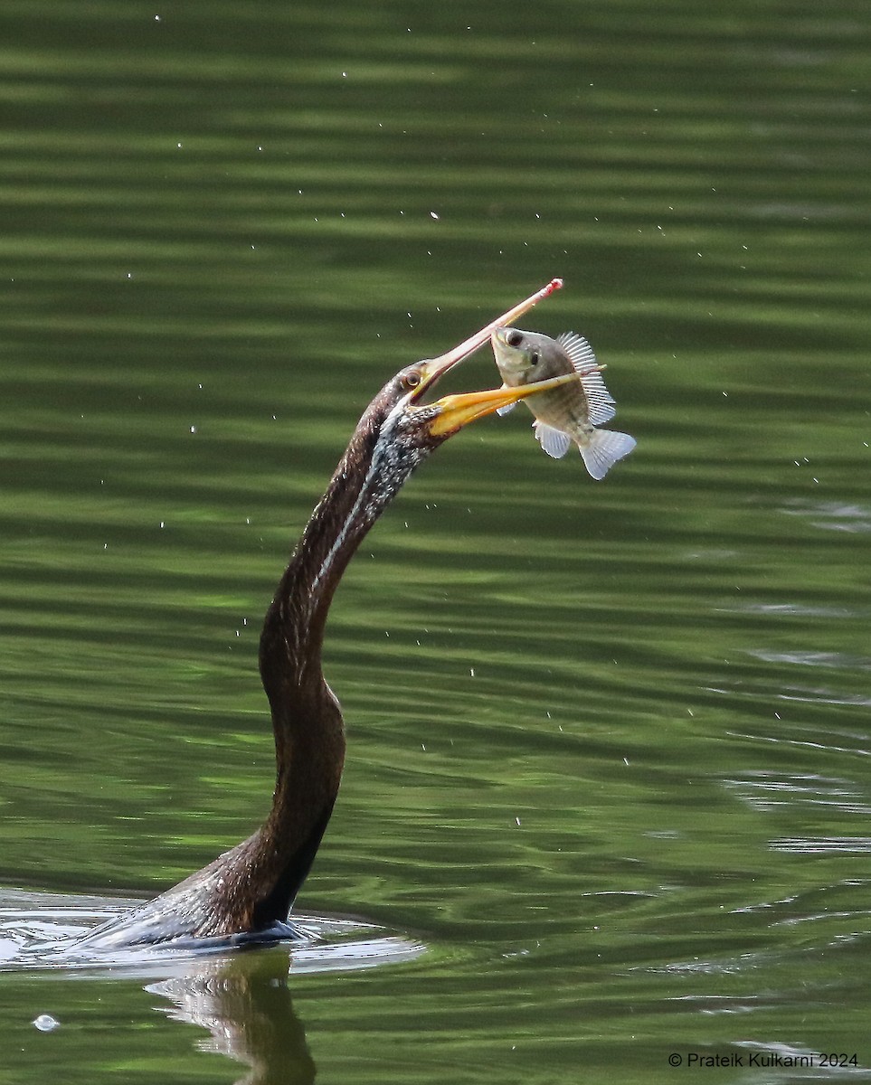 Oriental Darter - ML619984157