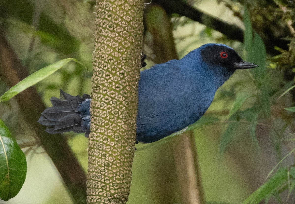 Masked Flowerpiercer - ML619984161