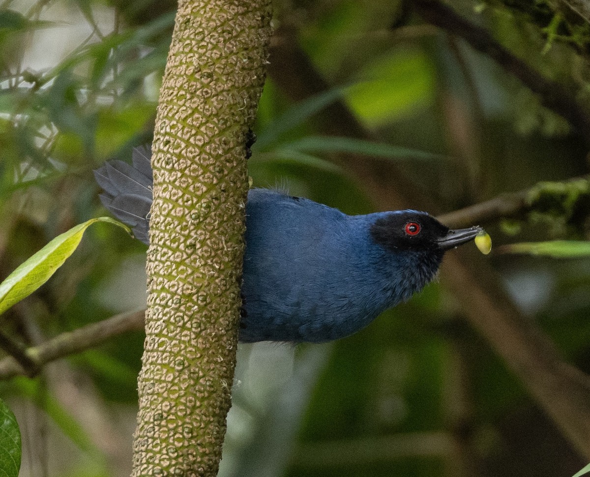 Masked Flowerpiercer - ML619984164