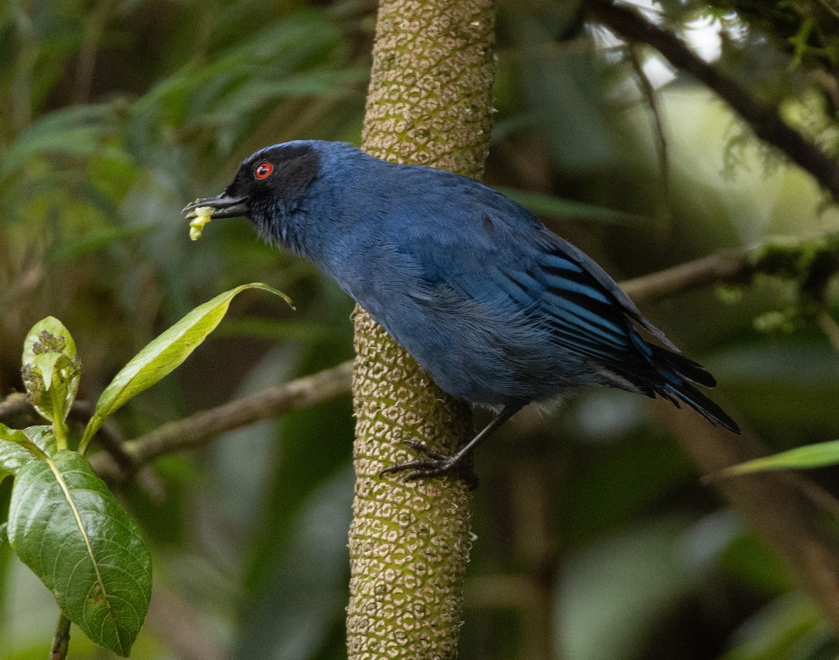 Masked Flowerpiercer - ML619984166