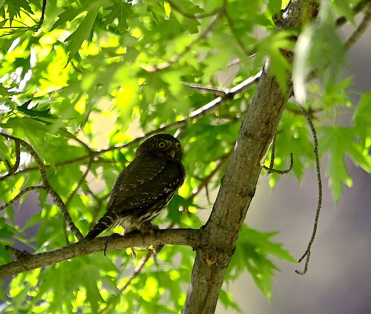 Northern Pygmy-Owl - ML619984170