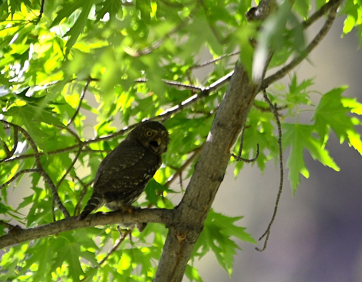 Northern Pygmy-Owl - ML619984171