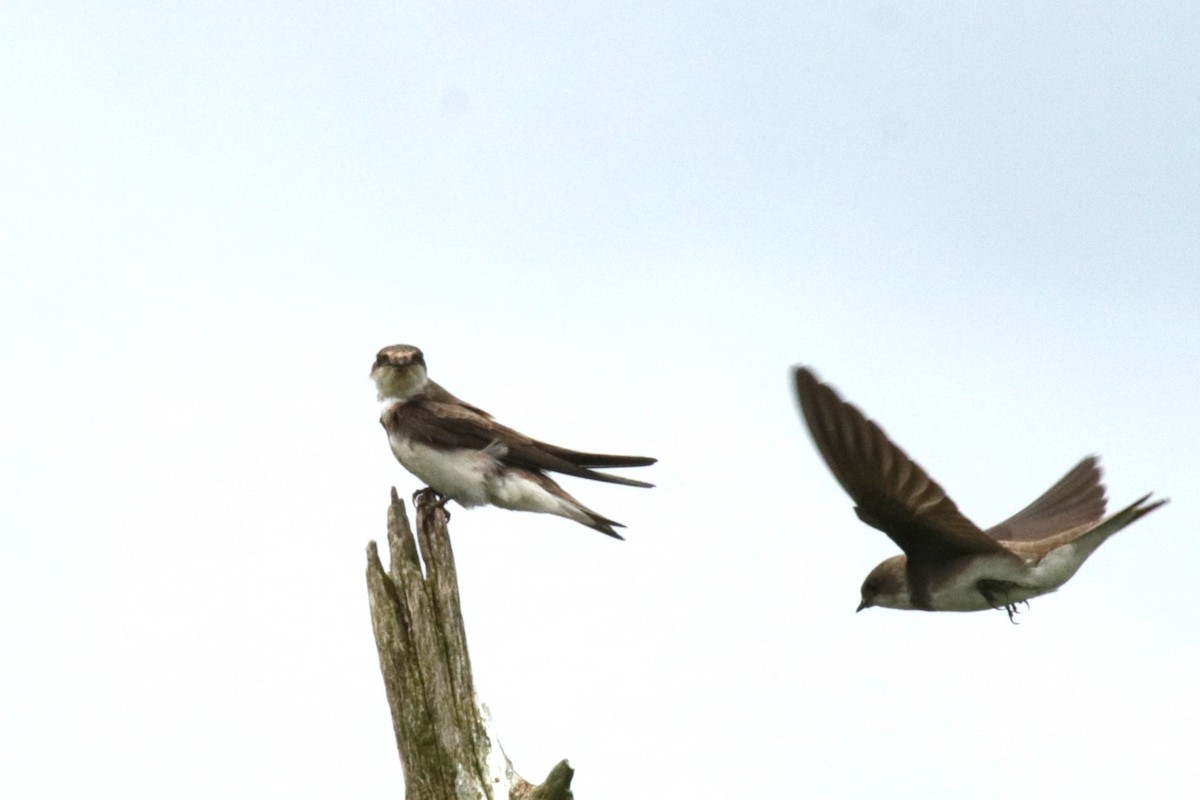 Bank Swallow - ML619984176