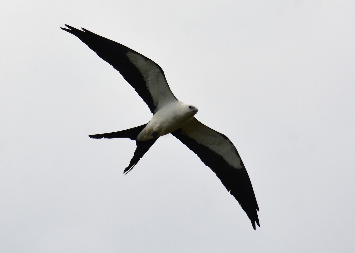 Swallow-tailed Kite - ML619984177