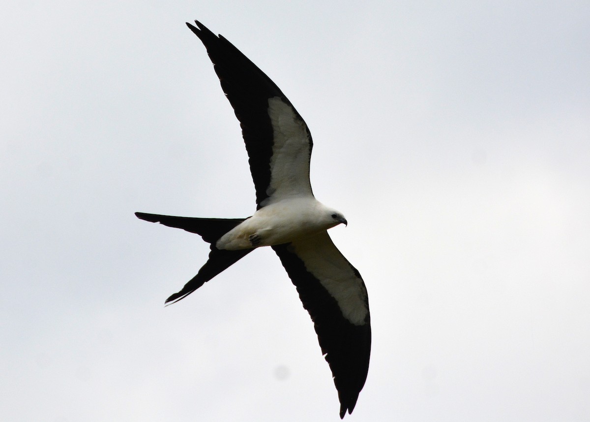 Swallow-tailed Kite - John Whitehead