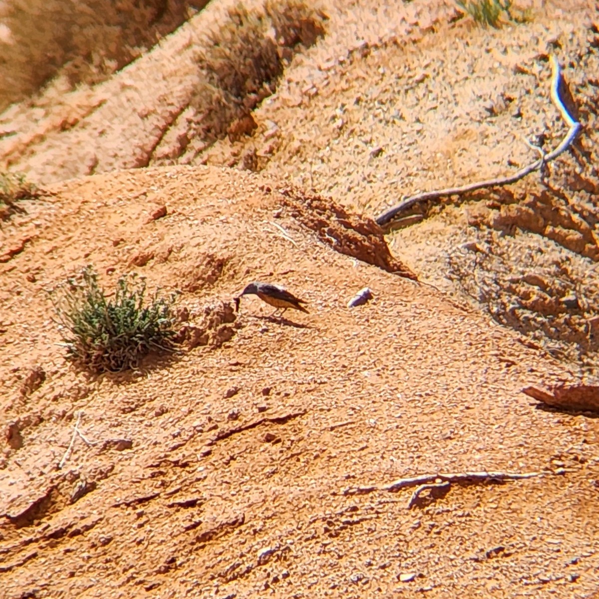 Rufous-tailed Rock-Thrush - ML619984184