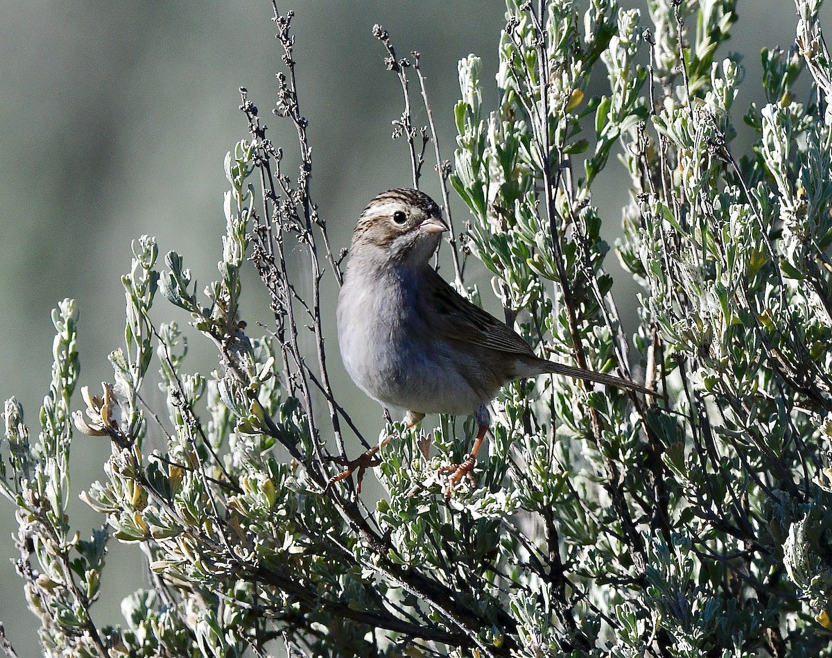 Brewer's Sparrow - ML619984185